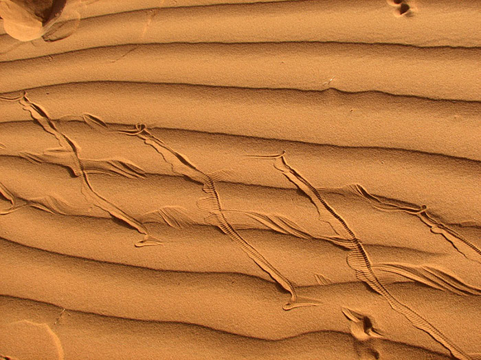 Trace Vipère 0222