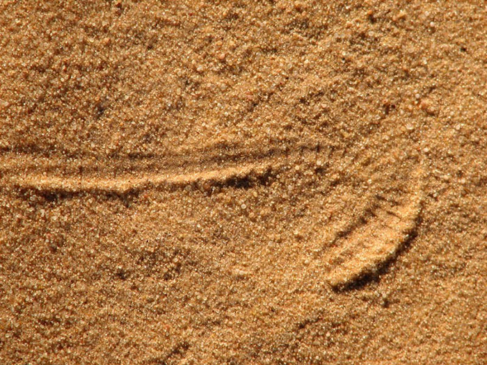 Trace Vipère 0507
