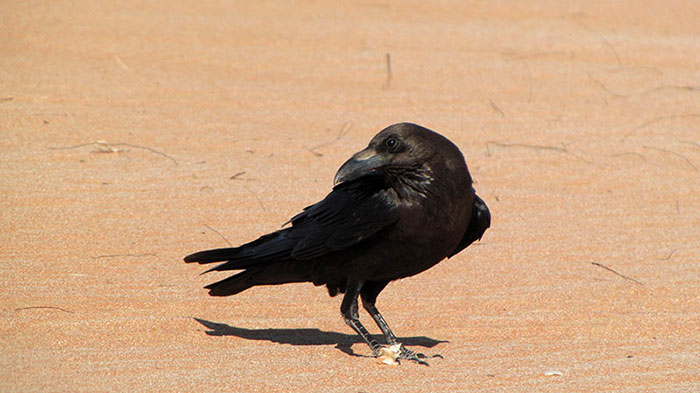 Oman Corvidé 153